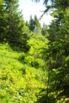 2014-07-05_Laengental-N-Hochweg (726). JPG